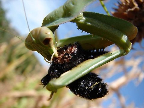 without mercy  Algeria,Geotagged,insect,mantis,nature,wildwife