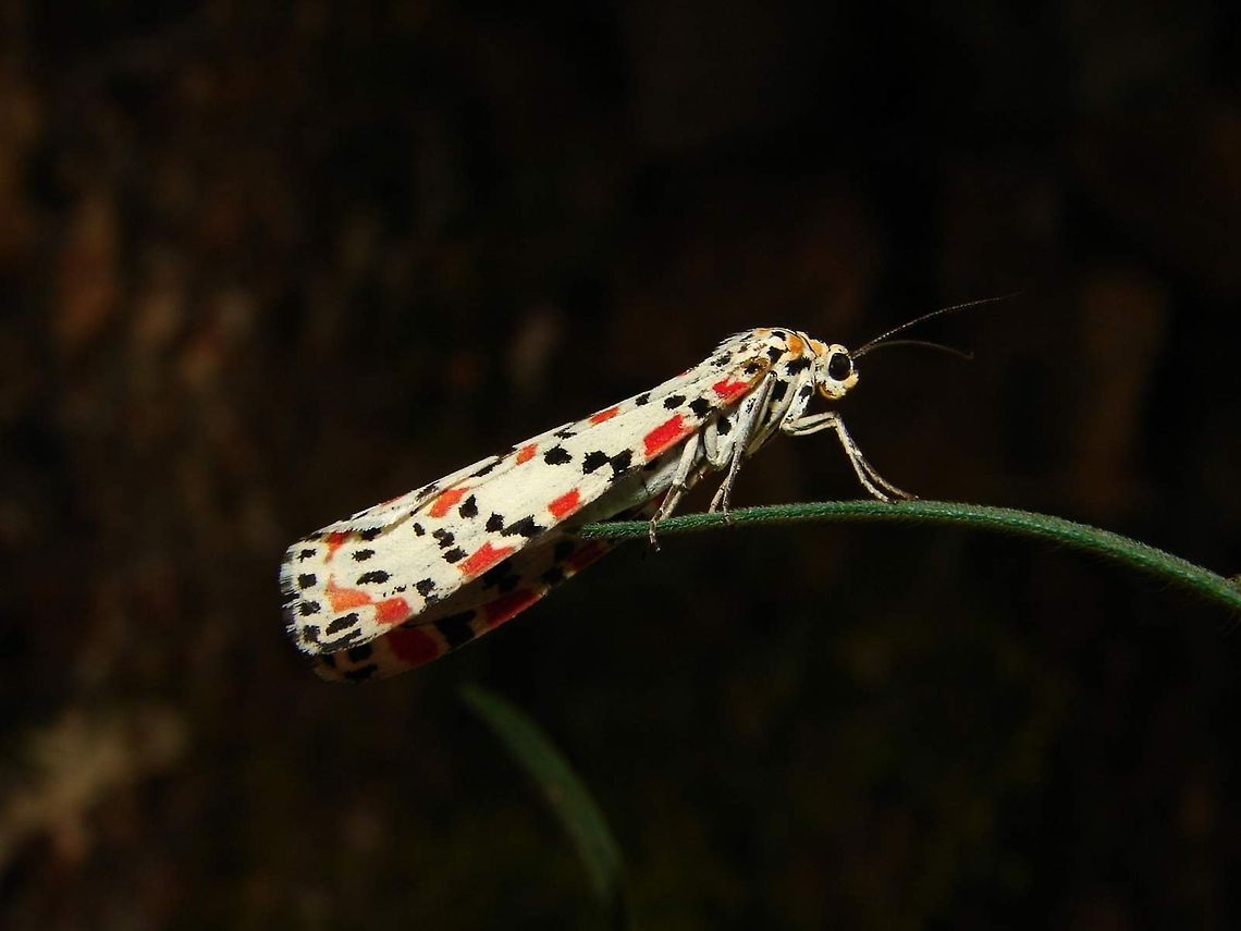 natural colors  Algeria,Geotagged,Utetheisa pulchella,butterfly,insect,nature