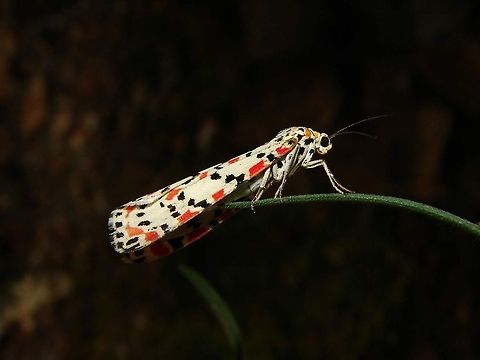 natural colors  Algeria,Geotagged,Utetheisa pulchella,butterfly,insect,nature
