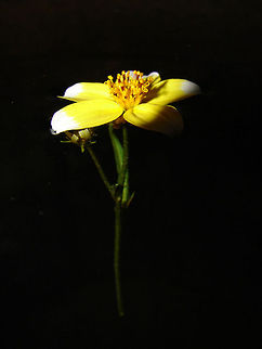 tea flower  Algeria,Geotagged,beautiful,flower,nature,tea,yellow