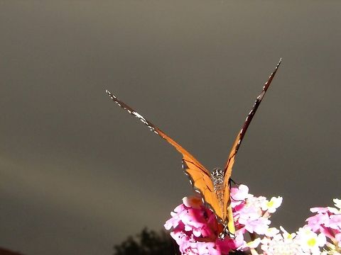 slim butterfly  African Monarch,Algeria,Danaus chrysippus,Geotagged,butterfly,insect,nature