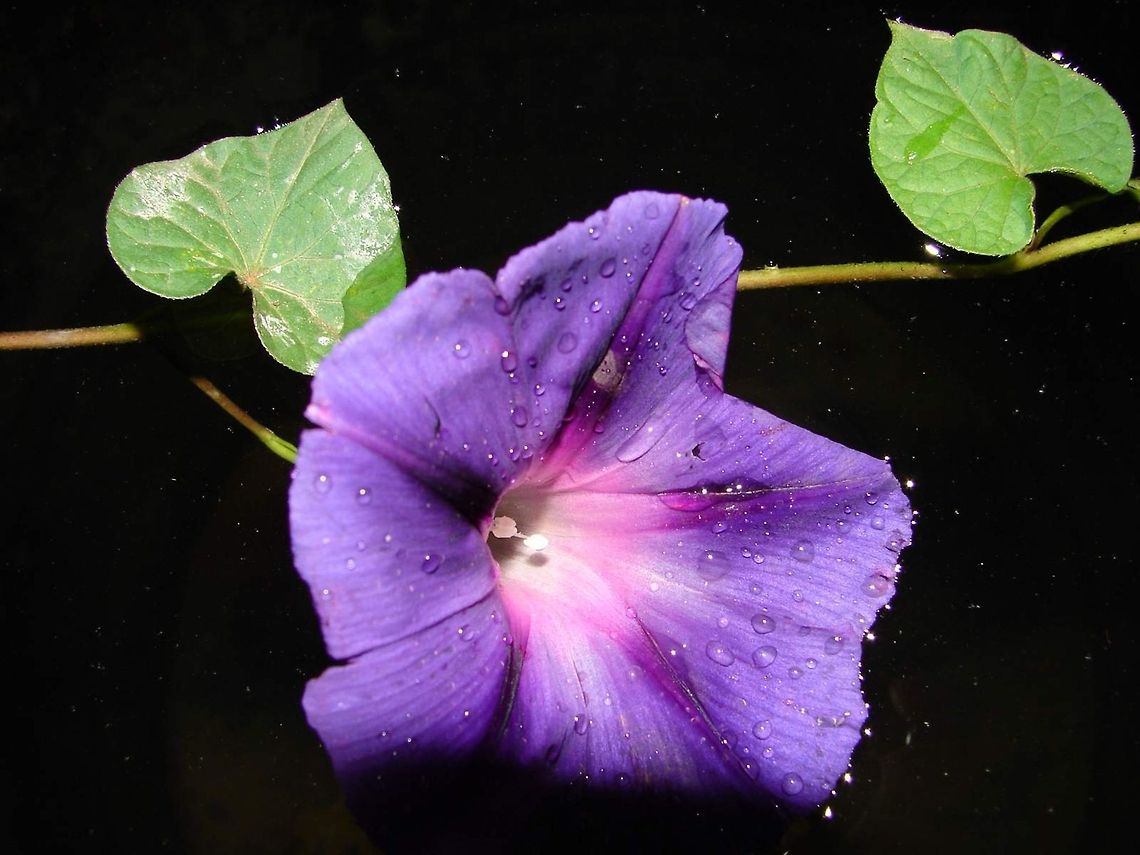 flower in darkness  Algeria,Geotagged,Ipomoea nil,beautiful,flower,macro,nature