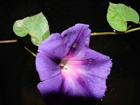 flower in darkness  Algeria,Geotagged,Ipomoea nil,beautiful,flower,macro,nature