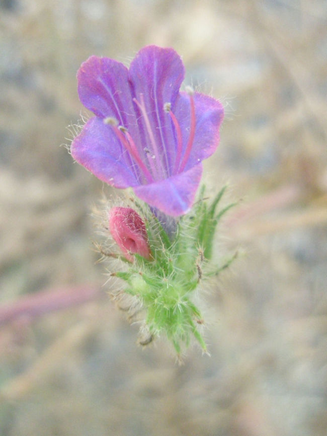 violette Echium sp. Algeria,Geotagged,flower,macro,nature