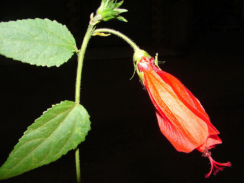 Malvaviscus arboreus  Algeria,Geotagged,Malvaviscus arboreus,flower,macro,nature