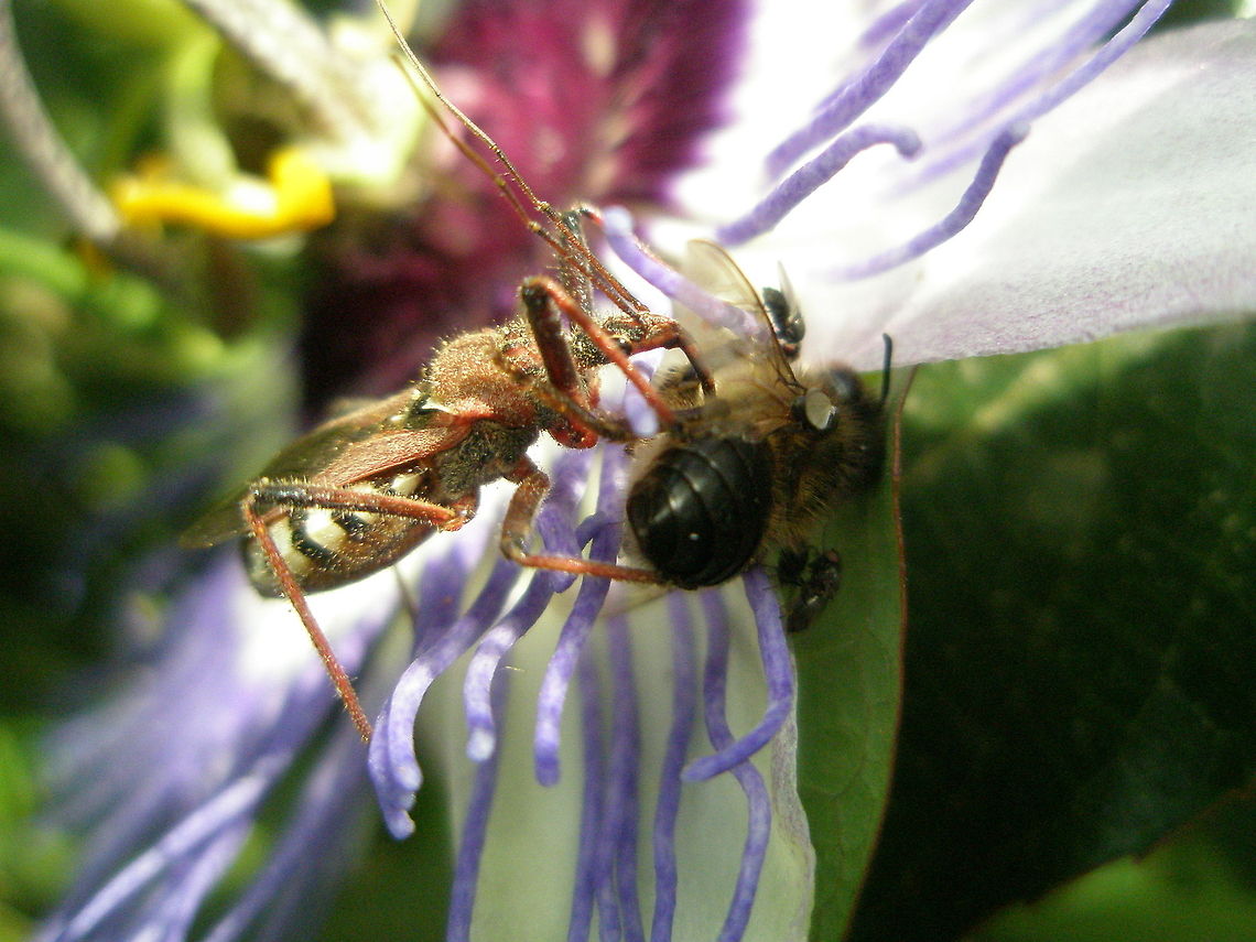 murder in a flower  Algeria,Geotagged,floxer,insect,macro,nature