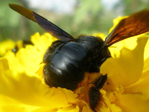 a bath of pollen  Algeria,Geotagged,flower,macro,nature