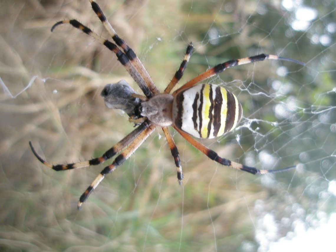 Huge spider with white body and black/yellow stripes  Algeria,Argiope bruennichi,Geotagged,Wasp spider,insect,macro,nature,spider