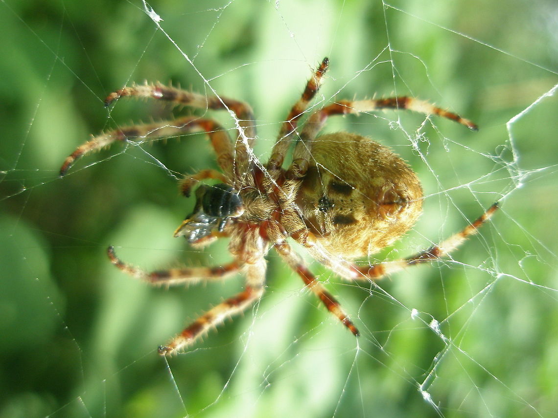 Reddish spider snacking  Algeria,Geotagged,insect,macro,nature,spider