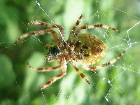 Reddish spider snacking  Algeria,Geotagged,insect,macro,nature,spider