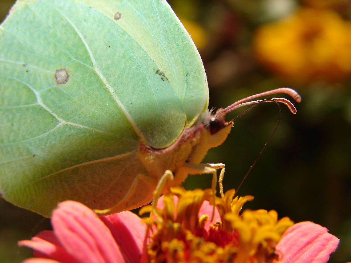 butterfly  Butterfly,Gonepteryx cleopatra,butterflies,flying insect,insect