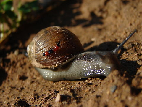 ride a snail  insect,macro,nature,snail