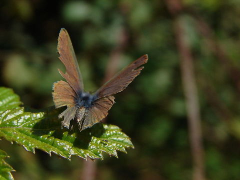 butterfly  butterfly,insect,macro,nature