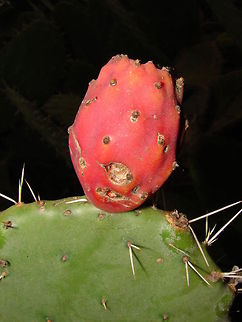 cactus  Algeria,Geotagged,Opuntia ficus-indica