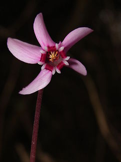 Cyclamen  Algeria,Geotagged,flower,macro,nature