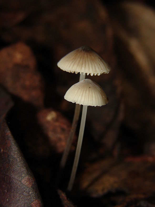 mushroom  Algeria,Geotagged,macro,mushroom,nature