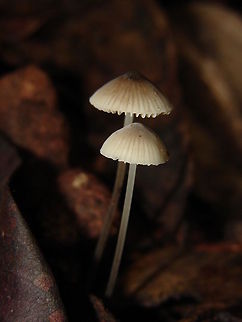mushroom  Algeria,Geotagged,macro,mushroom,nature