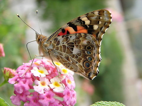 butterfly  Algeria,Geotagged,Vanessa cardui,butterfly,insect,macro,nature