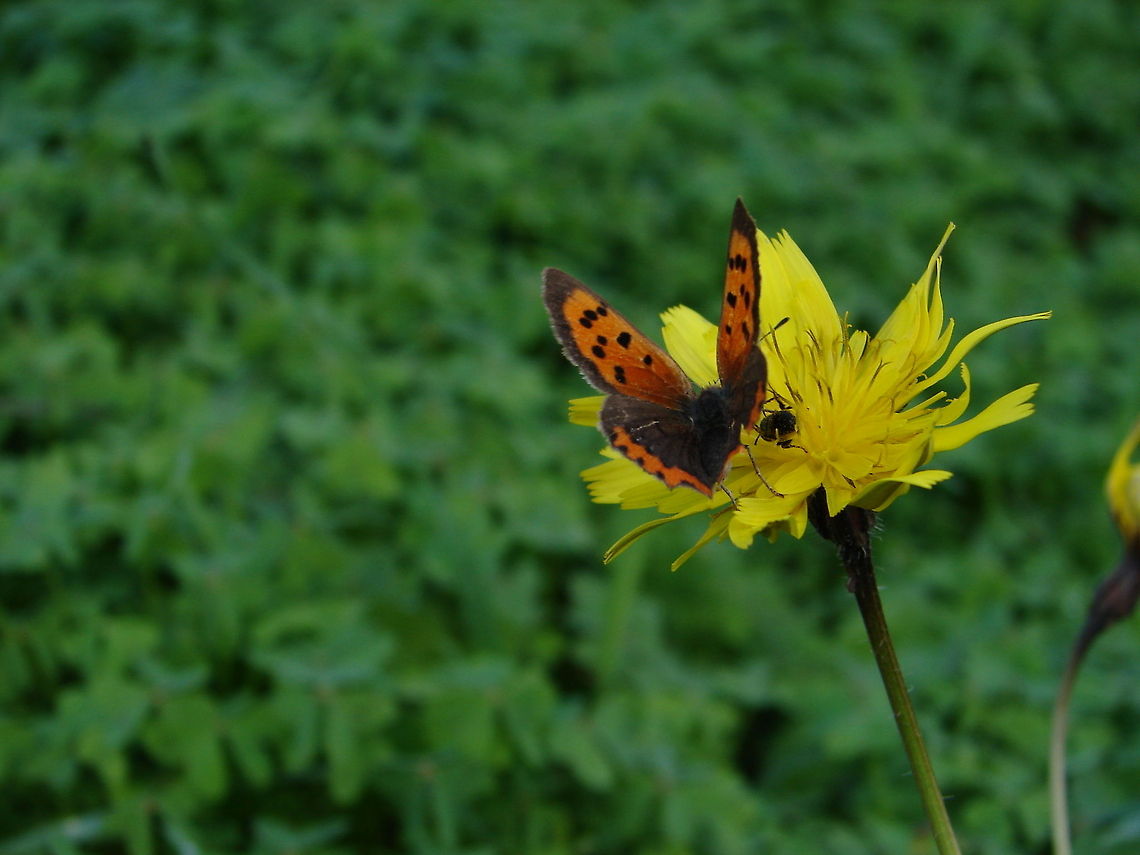 butterfly&flower  Algeria,Geotagged,Lycaena phlaeas,Small Copper,butterfly,flower,macro,nature