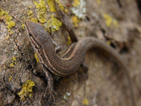 lizard  Algeria,Geotagged,Large Psammodromus,Psammodromus algirus,animal,lizard,macro,nature