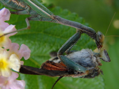 i love you  Algeria,Geotagged,insect,macro,mantis,wildwife