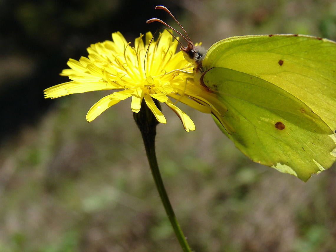 yellow  Algeria,Geotagged,Gonepteryx cleopatra,butterfly,flora,flower,insect,macro