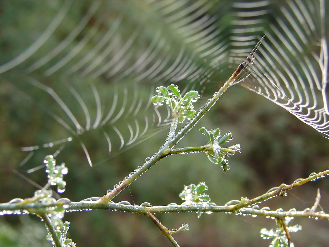 drops in spider's web  flora,macro,spider