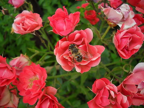 bee  Algeria,Geotagged,bee,flower,insect,macro,nature