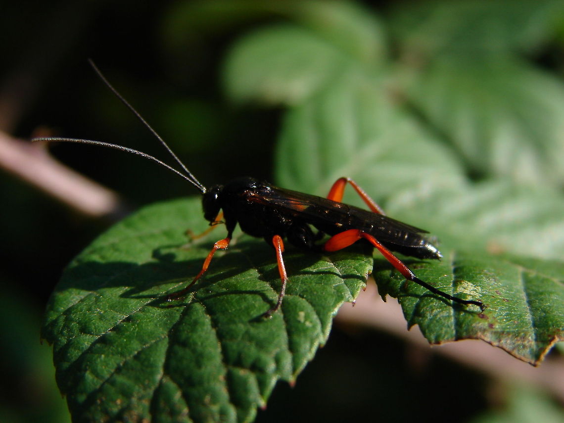 insect  Algeria,Black slip wasp,Geotagged,Pimpla rufipes,insect,nature,wildwife