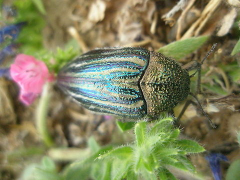 P7090137 Maybe Julodis sp.