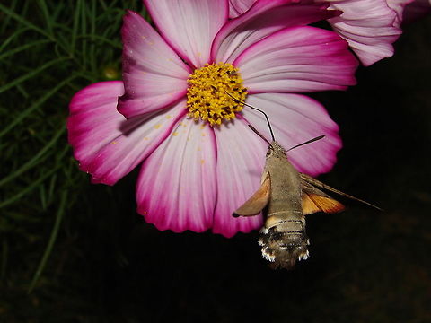 Hummingbird Hawk-moth in flight  Macroglossum stellatarum
