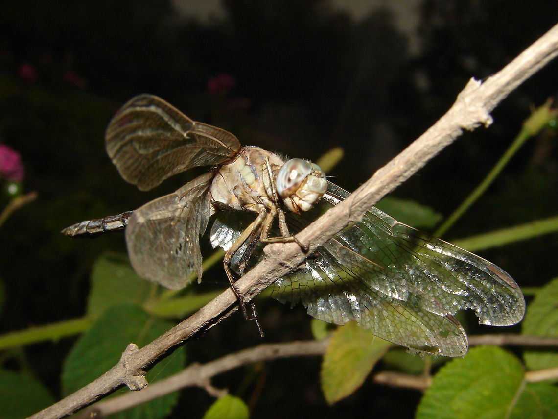 dragonfly  dragonfly,insect,macro,nature