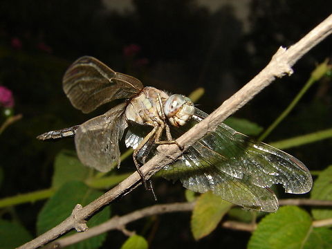dragonfly  dragonfly,insect,macro,nature
