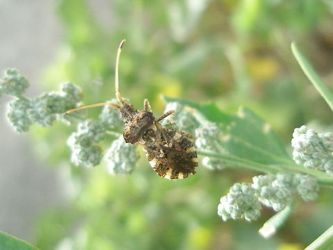 Shield bug  Centrocoris variegatus,Coreidae,Coreoidea,Heteroptera,Leatherbug,Pentatomomorpha