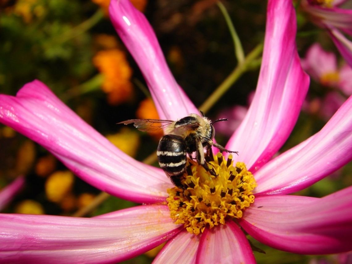 DSC05949cc  bumblebee