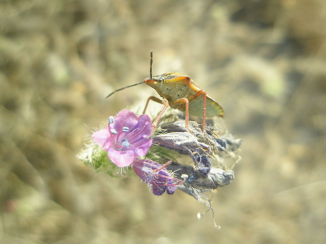 Shield bug  shield bug