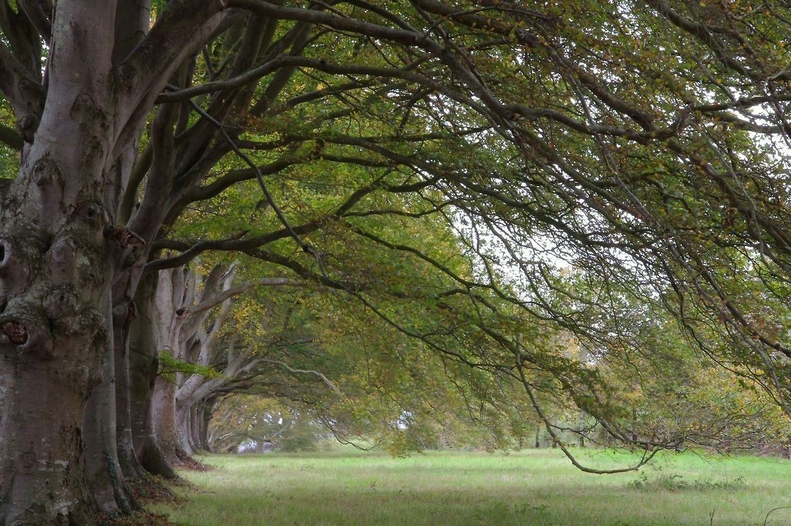The Avenue of trees This was taken in Dorset,England. Unfortunately it wasn't sunny on the day but it was still beautiful Beech Trees,Big trees,England