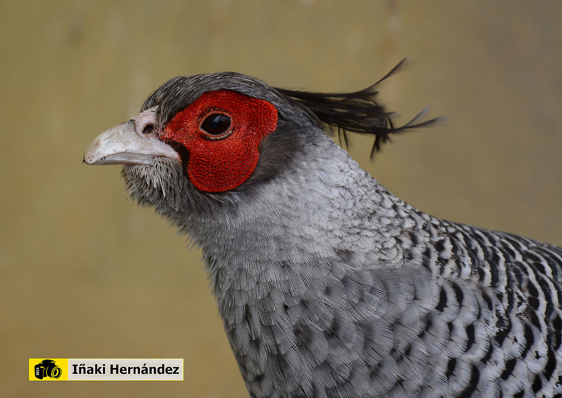 Cheer pheasant (Catreus wallichi) Wallich pheasant male at ZOO KOKI  Catreus wallichii,Cheer pheasant,Geotagged,Pheasant,Spain,Spring