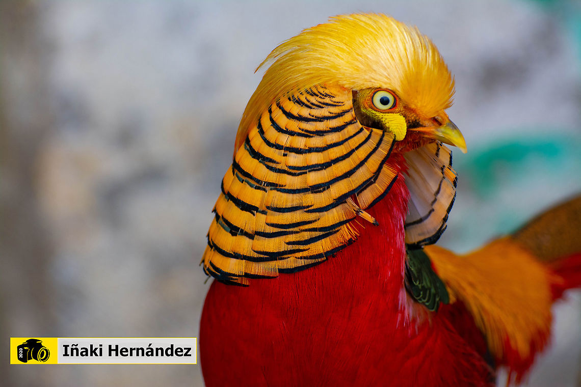 Golden Pheasant male (Chrysolophus pictus) Fasis&aacute;n dorado macho (Chrysolophus pictus) Chrysolophus pictus,Geotagged,Golden Pheasant,Spain,Spring