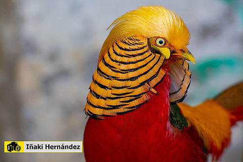 Golden Pheasant male (Chrysolophus pictus) Fasisán dorado macho (Chrysolophus pictus) Chrysolophus pictus,Geotagged,Golden Pheasant,Spain,Spring