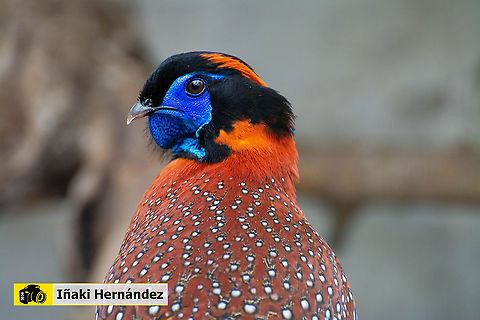 Tragopan Temminckii (Tragopan temminckii) Tragopan Temminck (Tragopan temminckii) Geotagged,Spain,Spring,Temmincks Tragopan,Tragopan temminckii