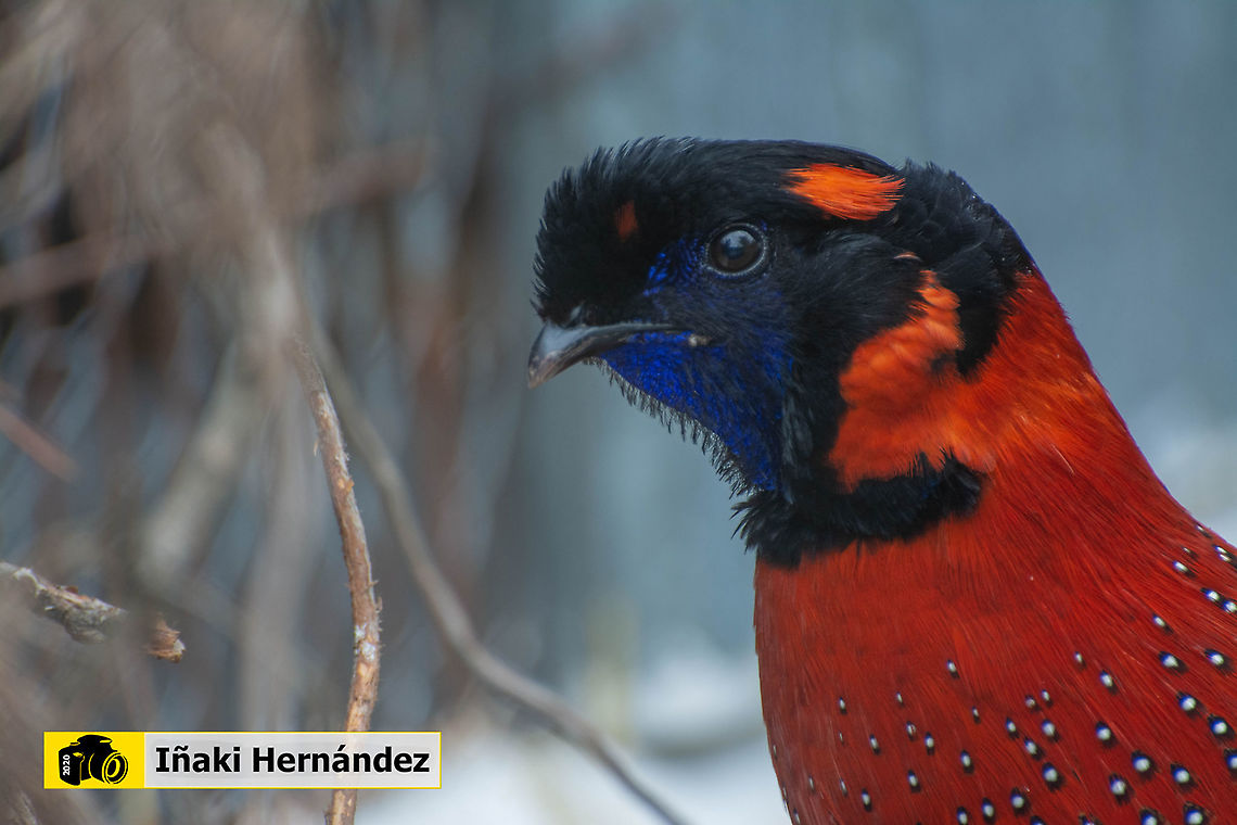 Satyr tragopan (Tragopan satyra) Tragopan satyr (Tragopan satyra) Geotagged,Satyr Tragopan,Spain,Spring,Tragopan satyra
