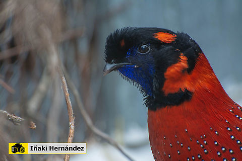 Satyr tragopan (Tragopan satyra) Tragopan satyr (Tragopan satyra) Geotagged,Satyr Tragopan,Spain,Spring,Tragopan satyra