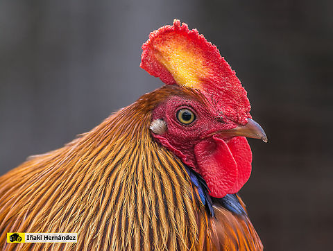 Sri Lankan Junglefowl (Gallus lafayetii) Gallo de Sri Lanka (Gallus lafayetii) Gallus lafayetii,Geotagged,Spain,Sri Lankan Junglefowl,Winter