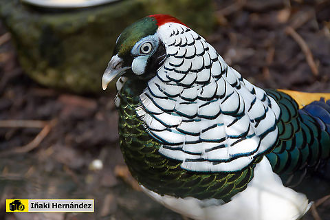 Lady Amhersts Pheasant (Chrysolophus amherstiae) Faisán Lady Amherst (Chrysolophus amherstiae) Chrysolophus amherstiae,Geotagged,Lady Amhersts Pheasant,Spain
