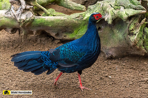 Edwards's Pheasant