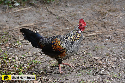 Grey junglefowl (Gallus sonneratii) Gallo sonnerati (Gallus sonneratii) Gallus sonneratii,Geotagged,Grey junglefowl,Spain,Spring