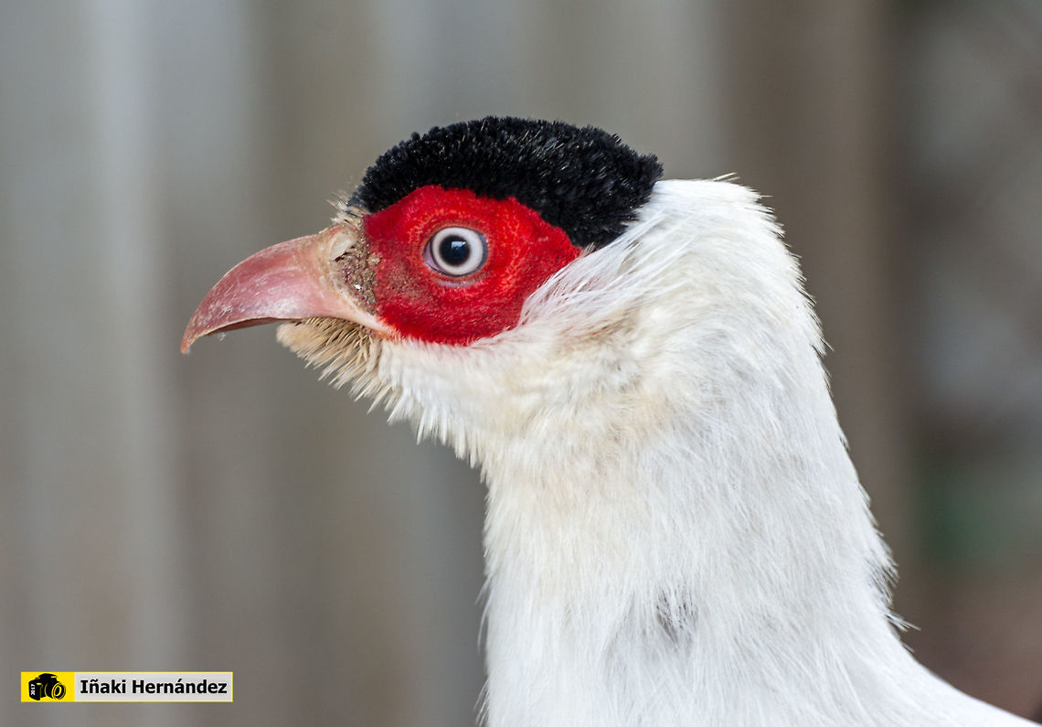 White eared pheasant (Crossoptilon crossoptilon) Fais&aacute;n orejudo blanco (Crossoptilon crossoptilon) Crossoptilon crossoptilon,Geotagged,Spain,White eared pheasant,Winter