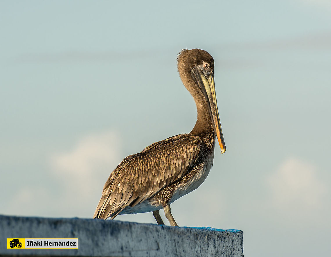 Brown pelican (Pelecanus occidentalis) Pel&iacute;cano parco (Pelecanus occidentalis)<br />
<br />
In flight / En vuelo<br />
<figure class="photo"><a href="https://www.jungledragon.com/image/126881/brown_pelican_pelecanus_occidentalis.html" title="Brown pelican (Pelecanus occidentalis)"><img src="https://s3.amazonaws.com/media.jungledragon.com/images/6660/126881_thumb.jpg?AWSAccessKeyId=05GMT0V3GWVNE7GGM1R2&Expires=1770854410&Signature=V%2BcLImSQSOQAIA1bqCmU%2FUiGLkA%3D" width="200" height="122" alt="Brown pelican (Pelecanus occidentalis) Brown pelican (Pelecanus occidentalis)<br />
<br />
https://www.jungledragon.com/image/126652/brown_pelican_pelecanus_occidentalis.html Brown pelican,Dominican Republic,Geotagged,Pelecanus occidentalis,Summer" /></a></figure> Brown pelican,Geotagged,Jamaica,Pelecanus occidentalis,Summer