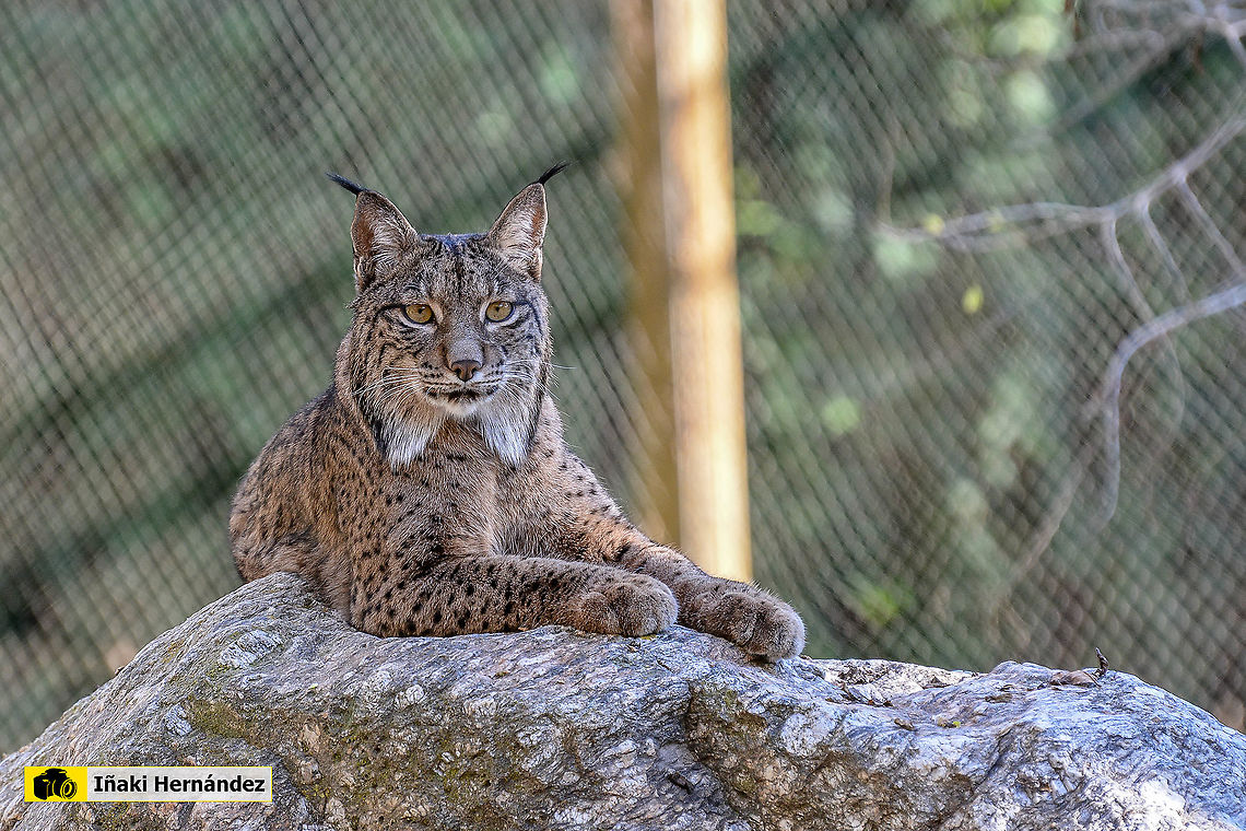 Iberian Lynx (Lynx pardinus)  Fall,Geotagged,Iberian Lynx,Lynx pardinus,Spain